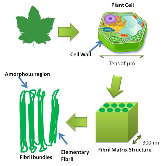 about cellulose 02